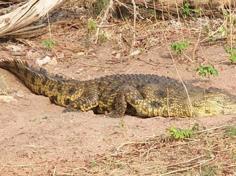 Crocodile Kills Teenage Boy in Nkotakota