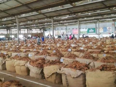 2020 Tobacco  Market to Open Amid COVID-19 Pandemic